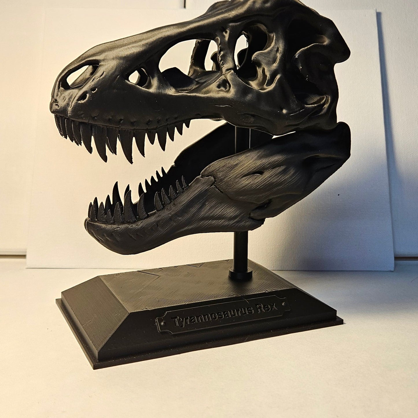 T-Rex Skull on Display with Stand